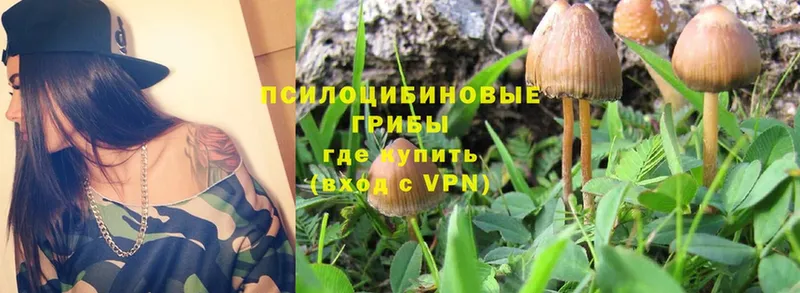 Псилоцибиновые грибы Psilocybe  Карачаевск 